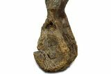 Fossil Dinosaur (Triceratops) Dorsal Vertebra - Wyoming #362049-4